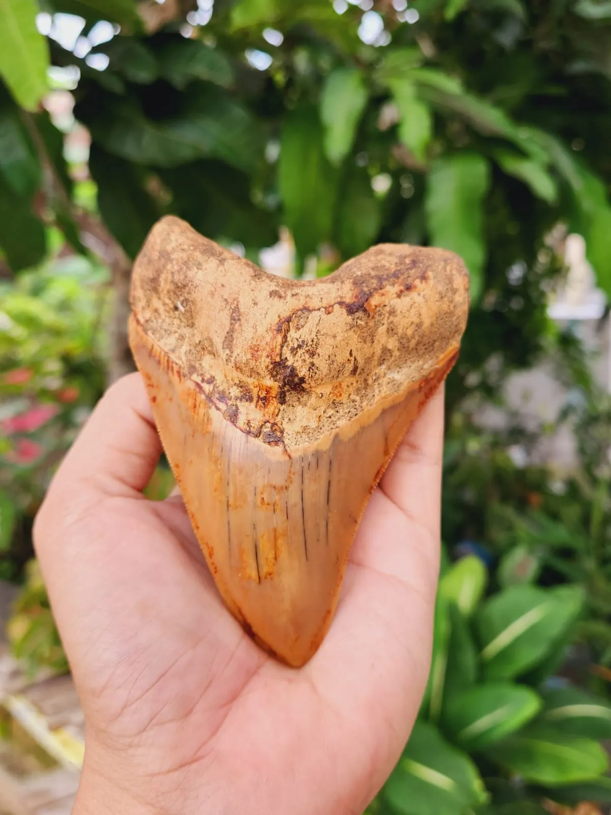 Natural Megalodon Tooth from Indonesia - 4.5