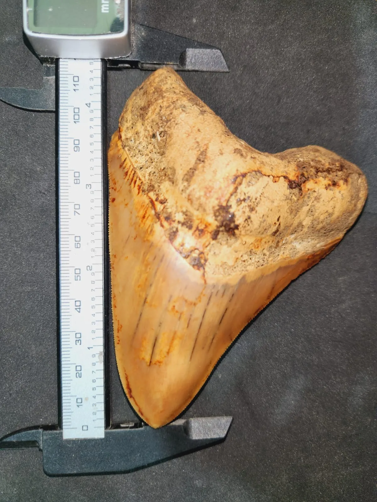 Natural Megalodon Tooth from Indonesia - 4.5