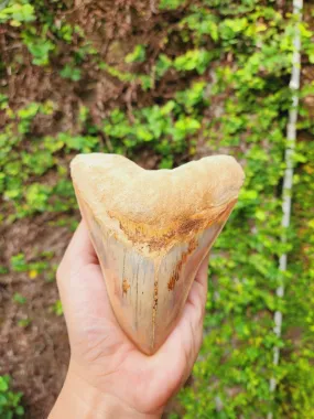 Natural Megalodon Tooth from Indonesia - 5.15