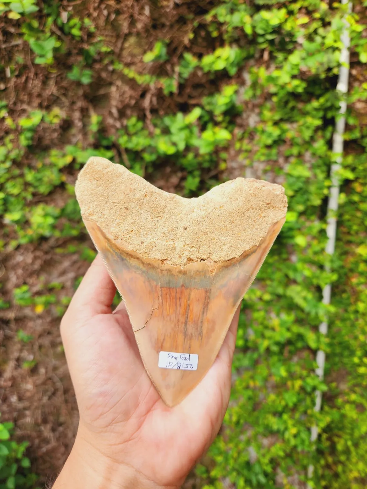 Natural Megalodon Tooth from Indonesia - 5.15