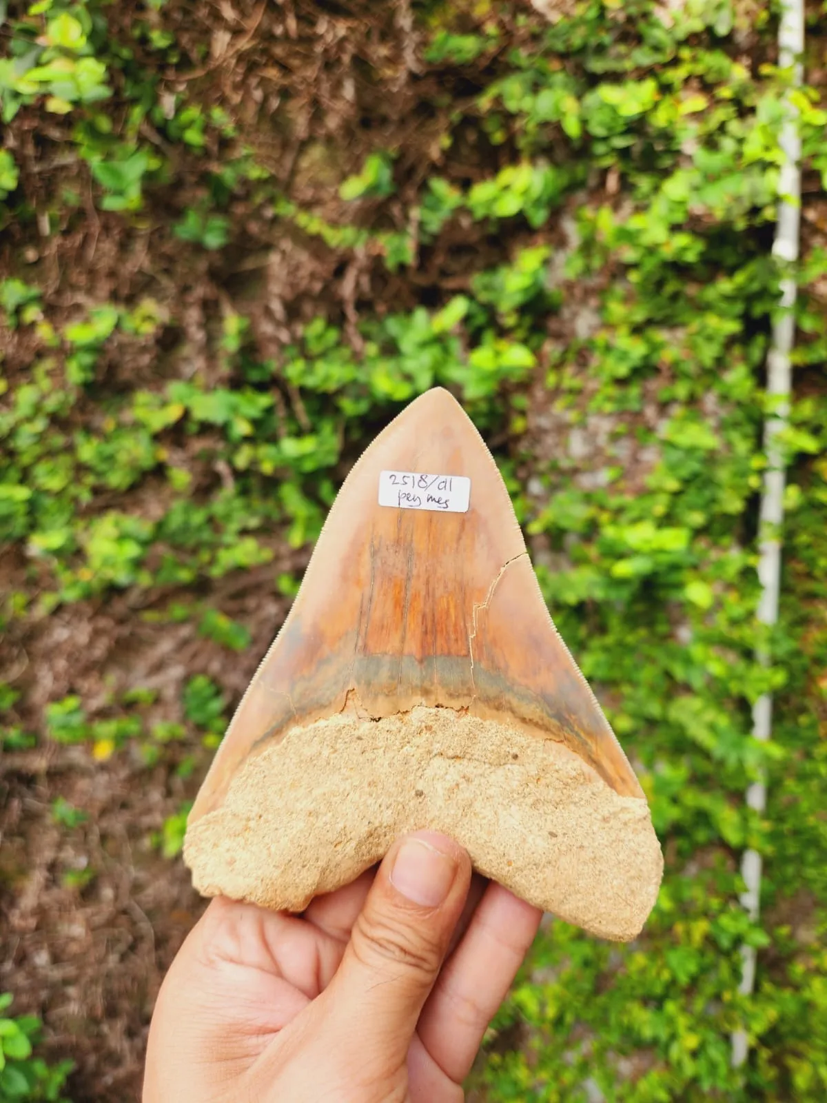 Natural Megalodon Tooth from Indonesia - 5.15