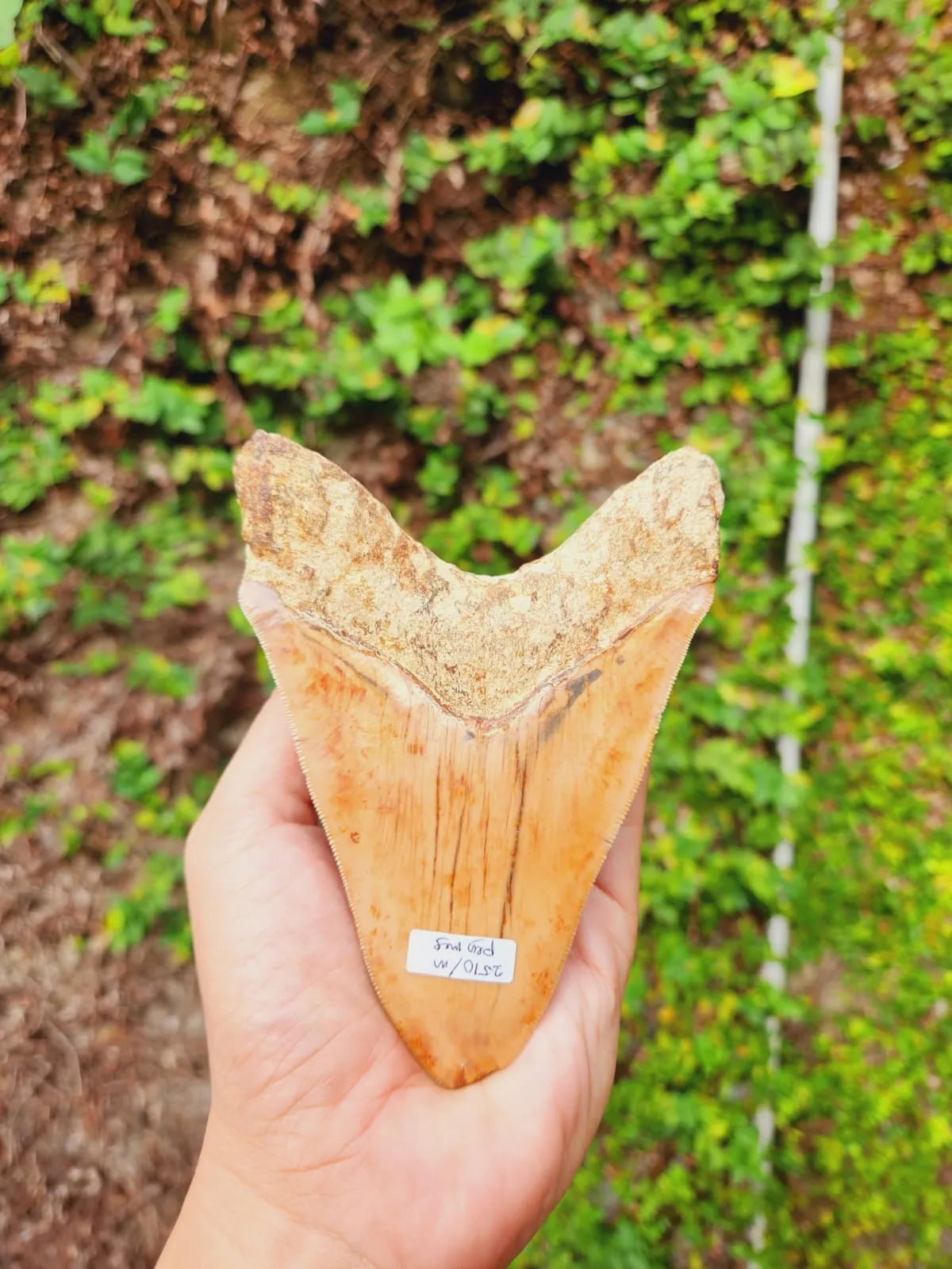 Natural Megalodon Tooth from Indonesia - 5.1