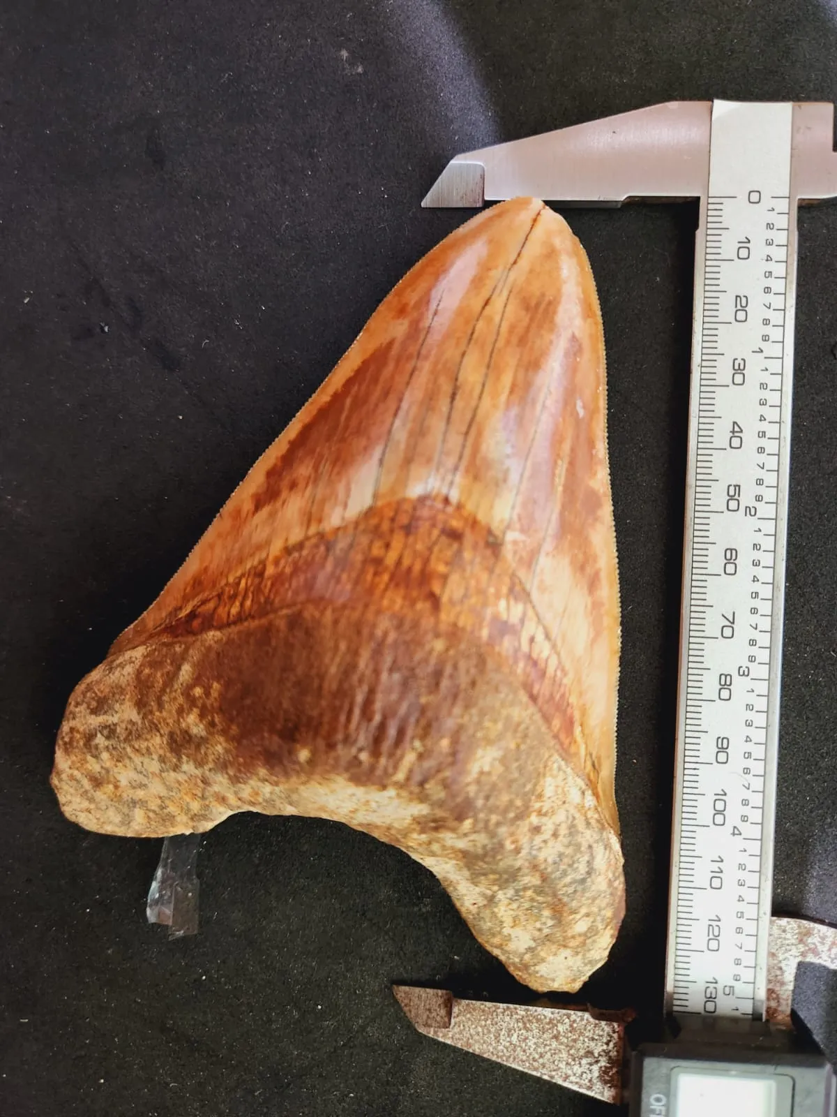 Natural Megalodon Tooth from Indonesia - 5.1