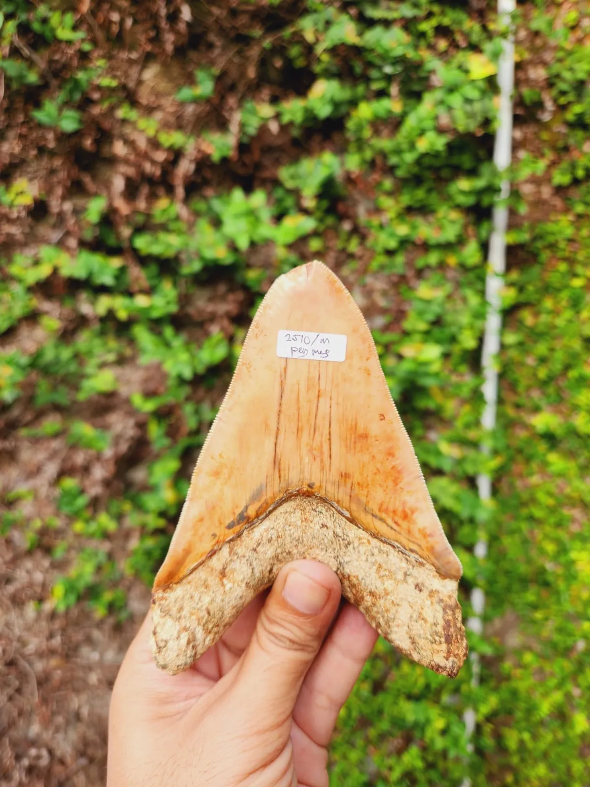 Natural Megalodon Tooth from Indonesia - 5.1