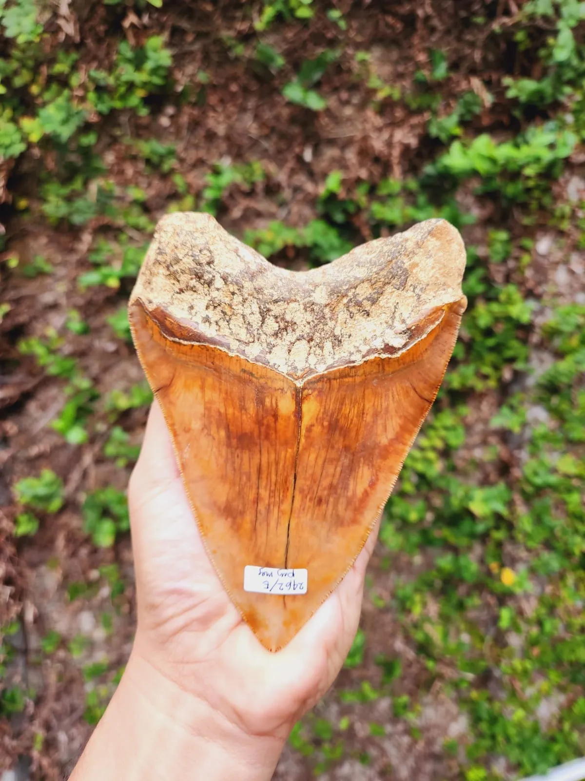 Natural Megalodon Tooth from Indonesia - 5.85