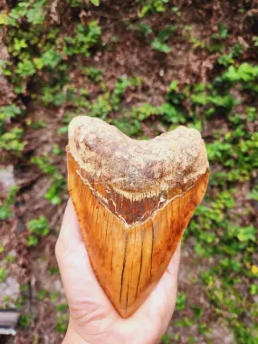 Natural Megalodon Tooth from Indonesia - 5.85