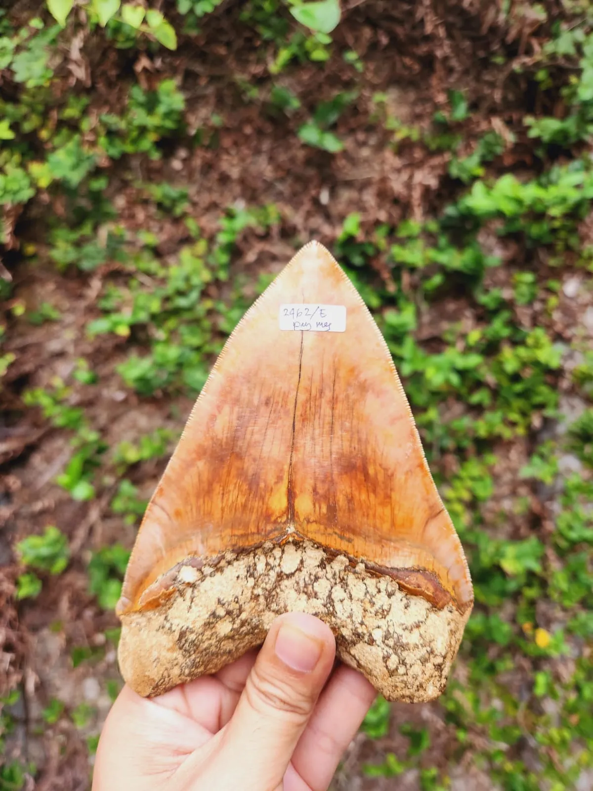 Natural Megalodon Tooth from Indonesia - 5.85