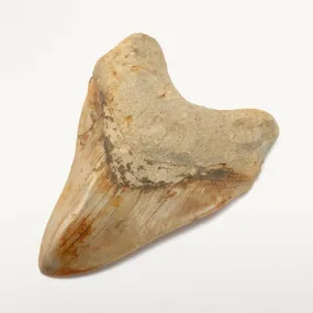 Natural Megalodon Tooth from Indonesia - 5.9