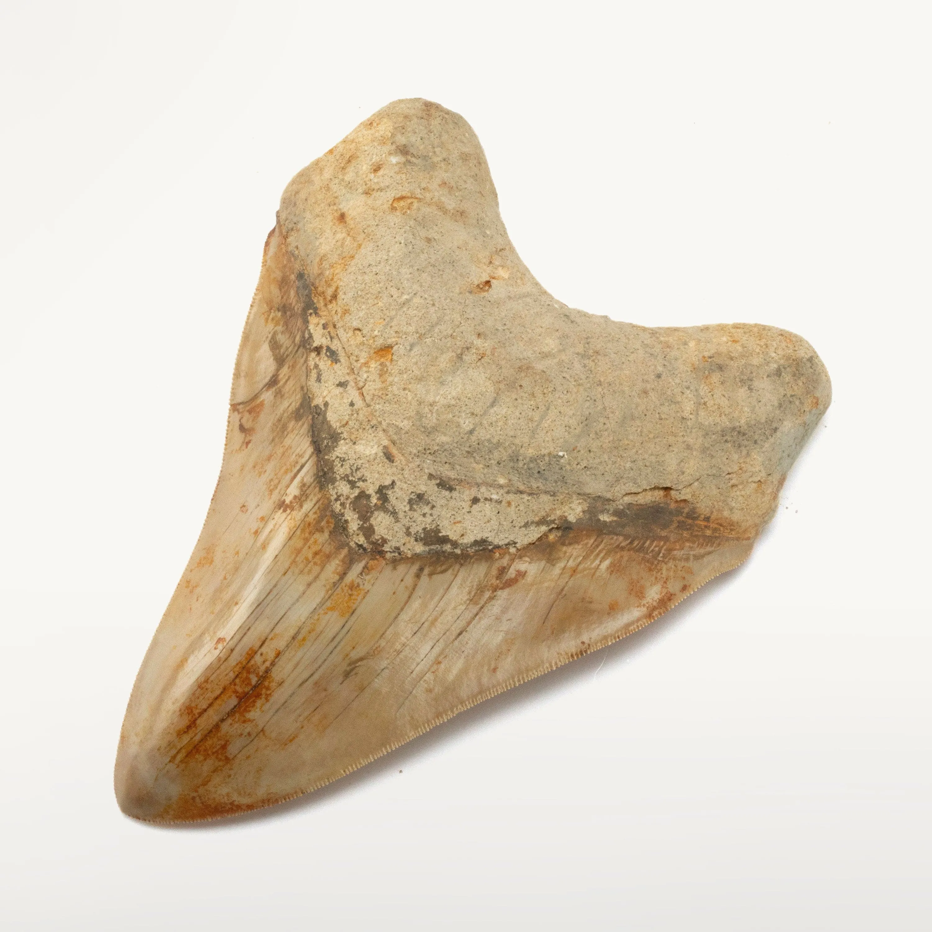 Natural Megalodon Tooth from Indonesia - 5.9