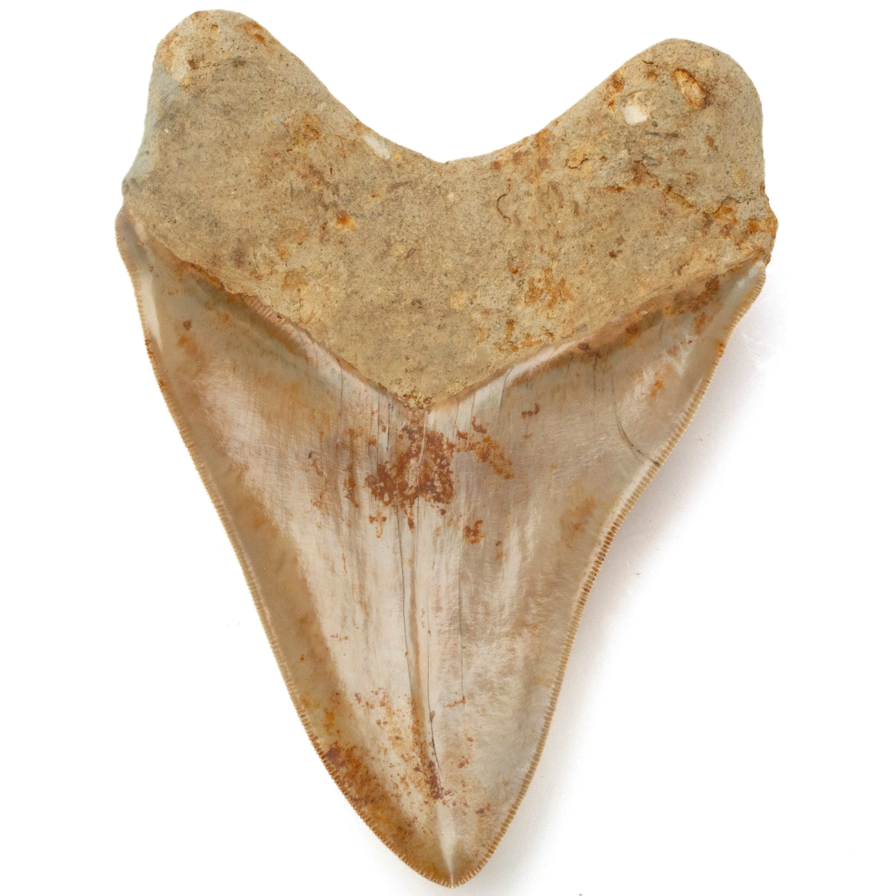 Natural Megalodon Tooth from Indonesia - 5.9