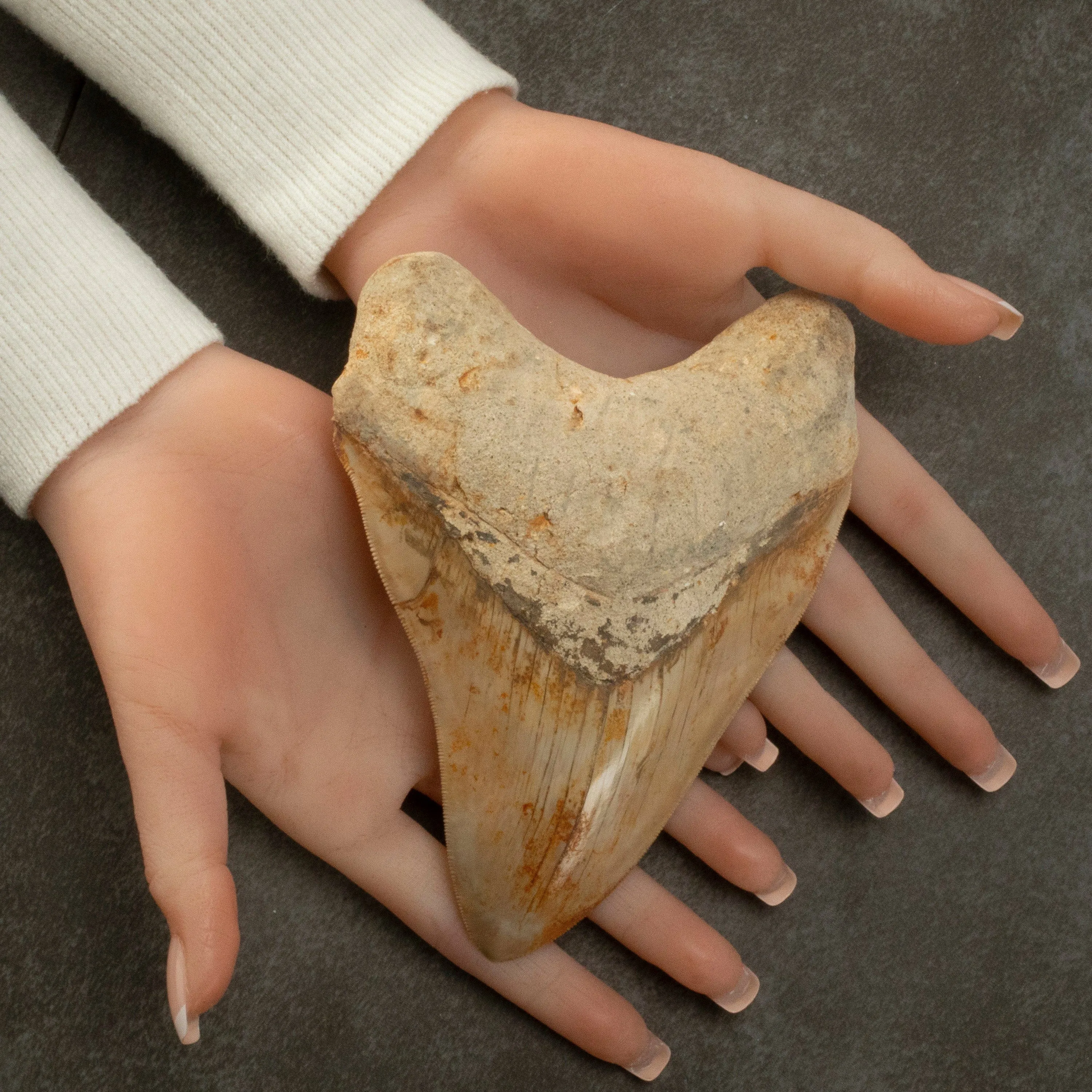 Natural Megalodon Tooth from Indonesia - 5.9