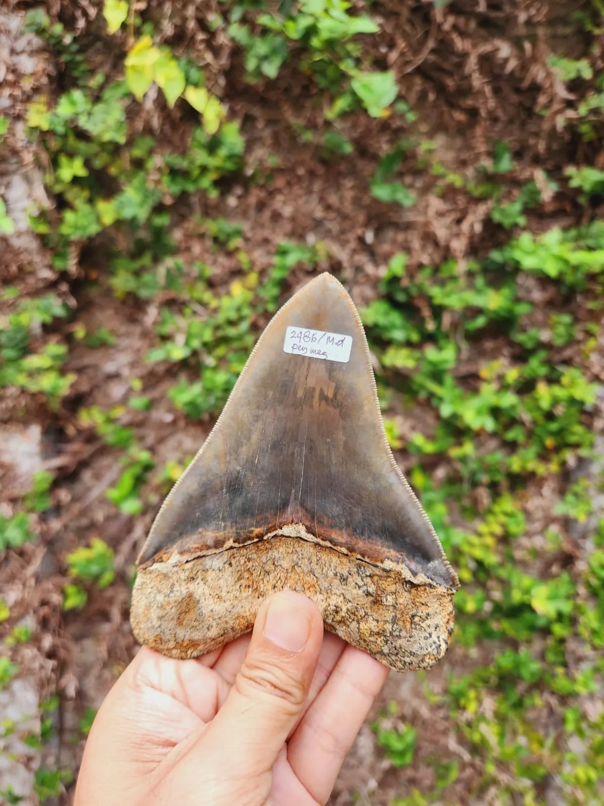 Natural Megalodon Tooth from Indonesia - 5