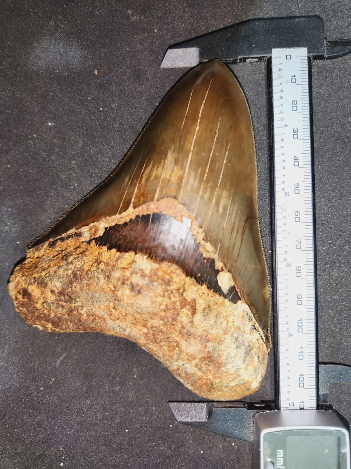 Natural Megalodon Tooth from Indonesia - 5