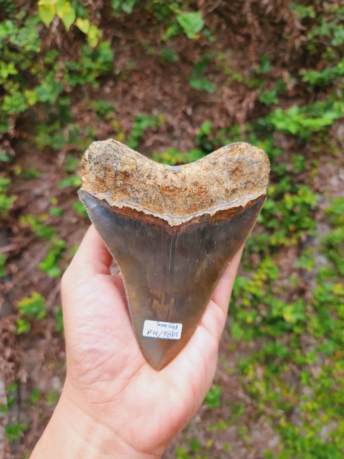 Natural Megalodon Tooth from Indonesia - 5