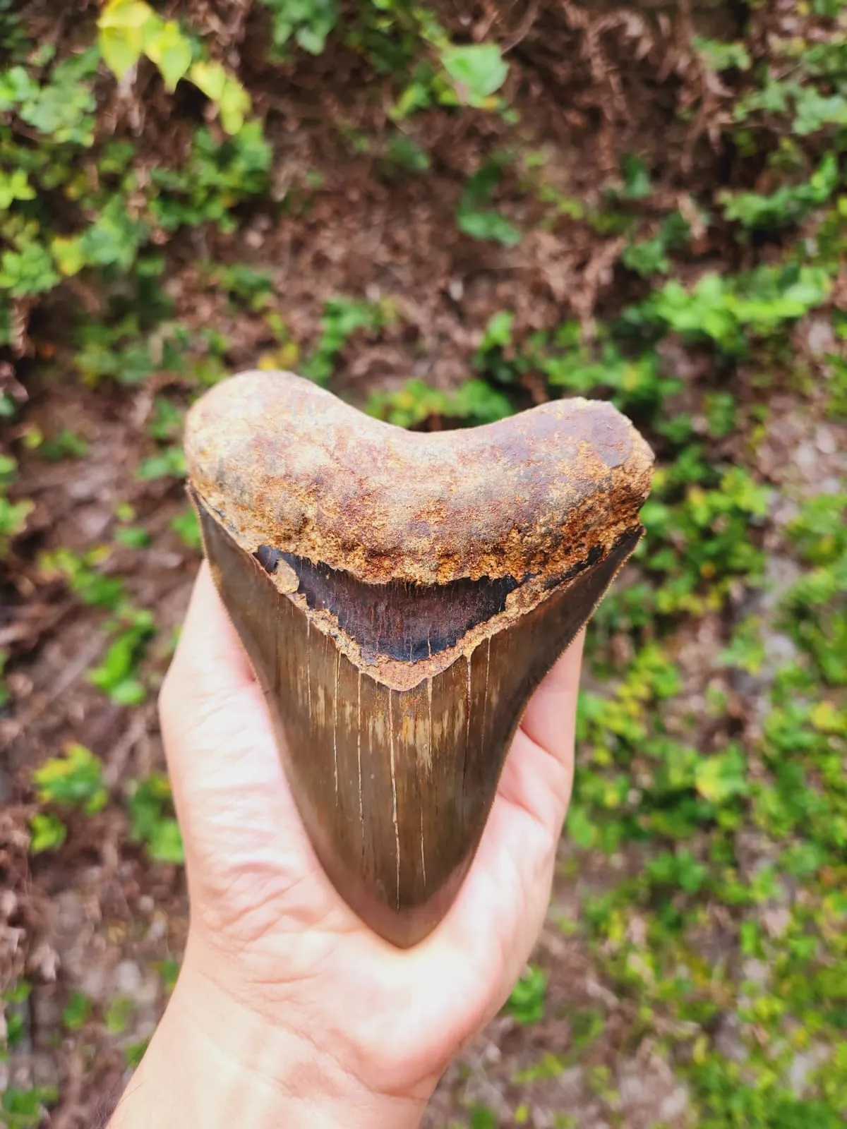 Natural Megalodon Tooth from Indonesia - 5